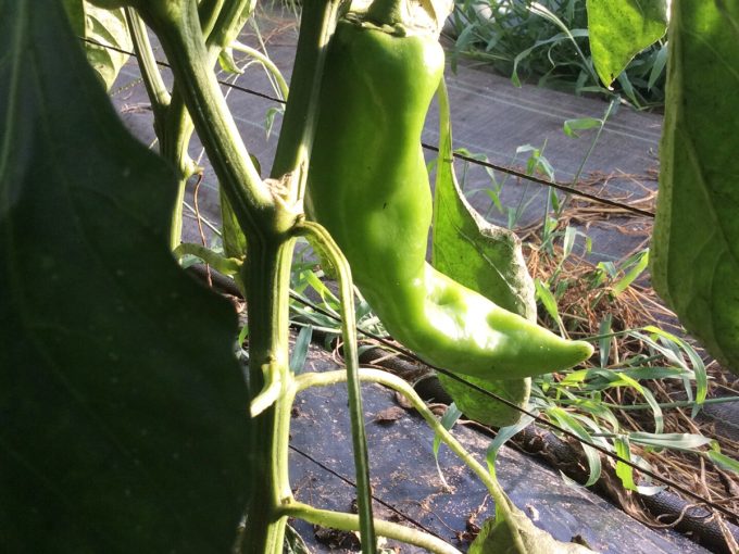 Poivron
