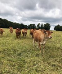 Ferme de Kermoal