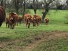 Ferme de Kermoal - au champ