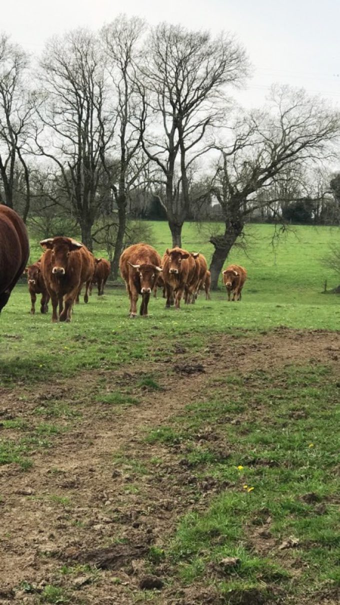 Ferme de Kermoal - au champ