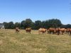 Ferme de Kermoal - plein air