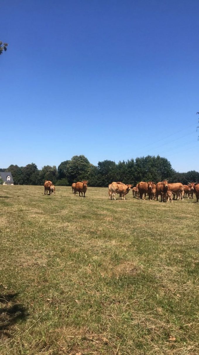 Ferme de Kermoal - plein air