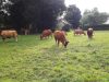 Ferme de Kermoal - à l'herbe toute l'année
