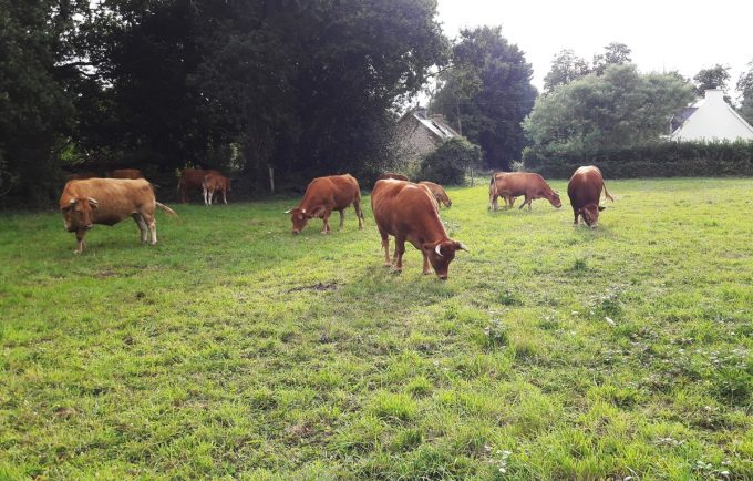Ferme de Kermoal - à l'herbe toute l'année