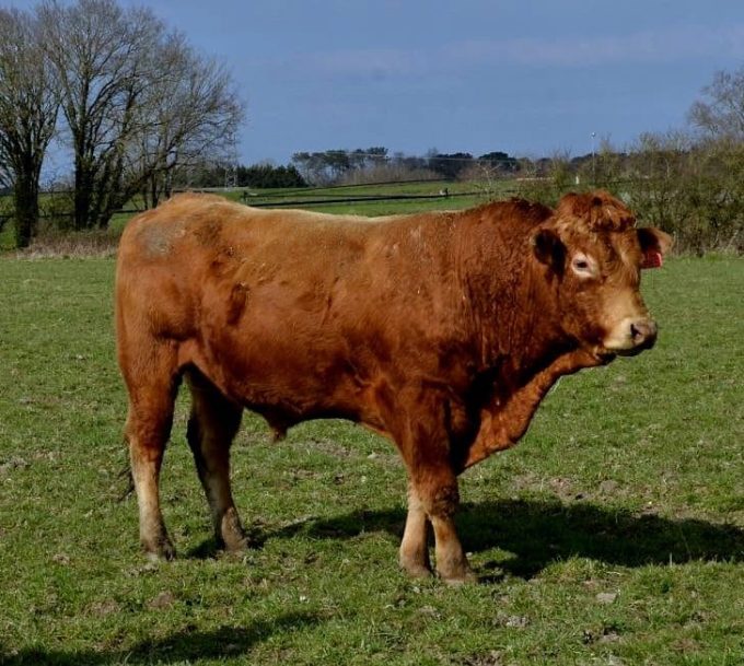 La Ferme de Kerolivier - taureau