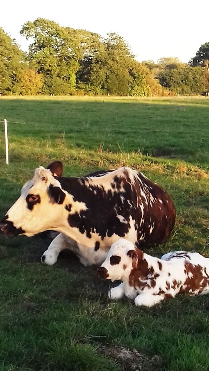 Une vache et son veau
