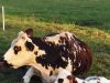 Une vache et son veau