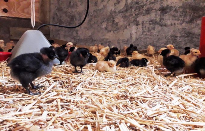 La Ferme de Kervern - poussins