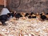 La Ferme de Kervern - poussins