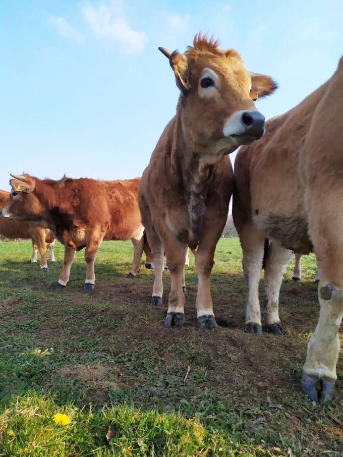 La Ferme de Kervern - troupeau Aubrac