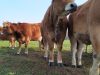 La Ferme de Kervern - troupeau Aubrac