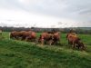 La Ferme de Kervern - troupeau au pré