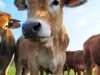 La Ferme de Kervern - Aubrac