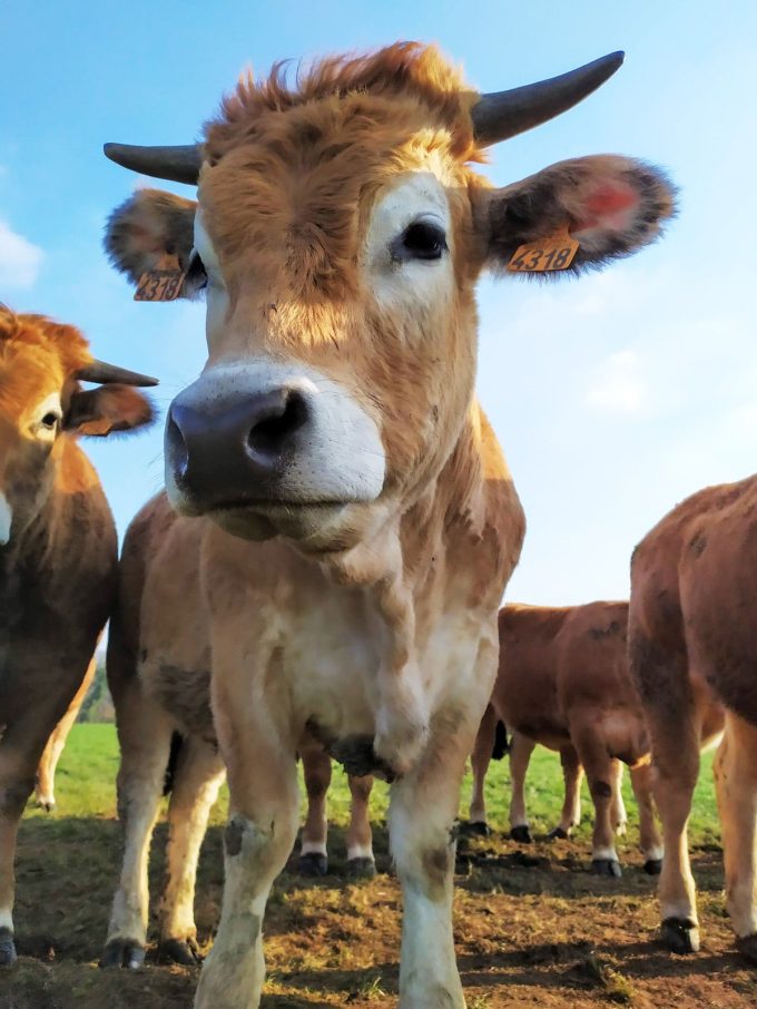 La Ferme de Kervern - Aubrac