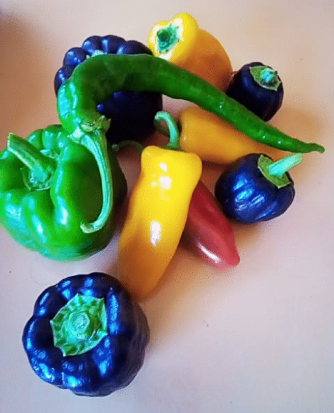 Légumes du soleil