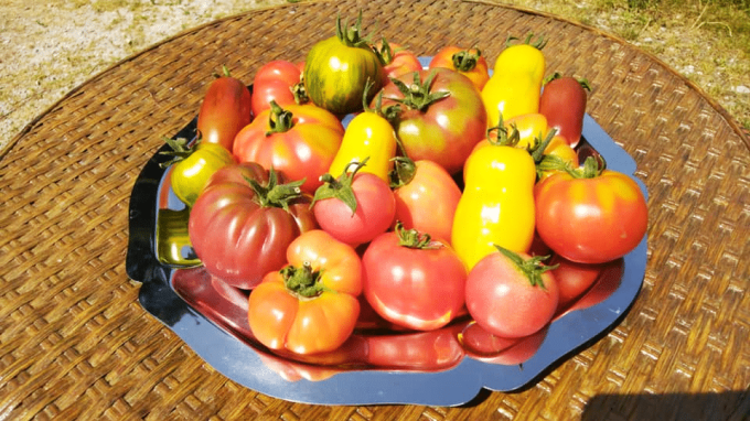 Tomates et tomates cerises