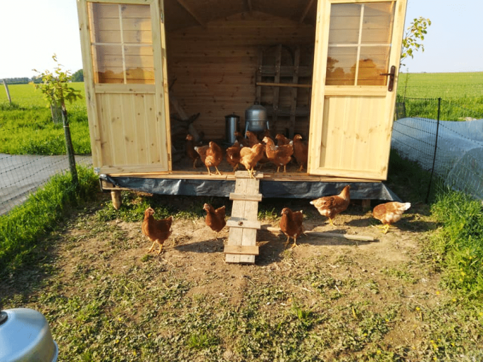 Roulotte à poules