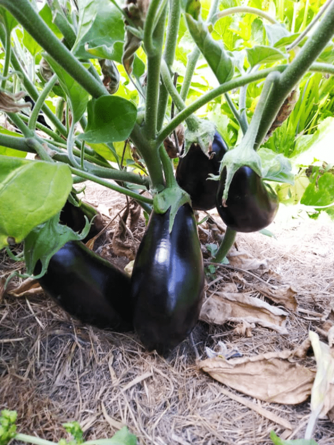 Jardins potagers