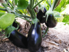 Jardins potagers