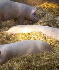 Ferme de la Moinerie
