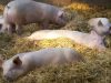 Ferme de la Moinerie