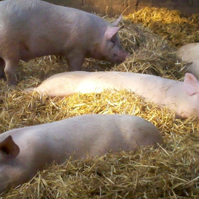 Ferme de la Moinerie