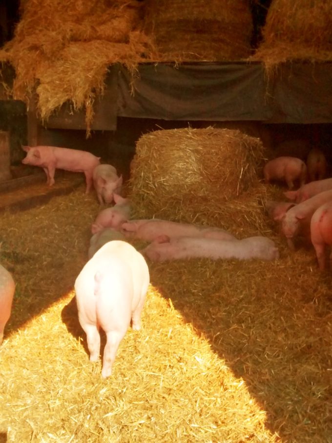 Porcs sur paille