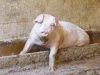 Porc élevé sur paille
