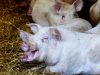 Cochons sur paille