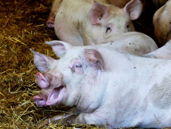 Cochons sur paille