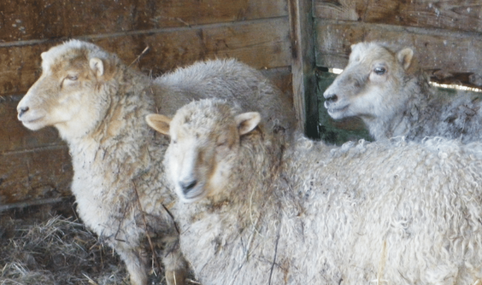 Moutons