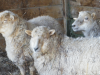 Moutons