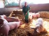 La Ferme Le Saint