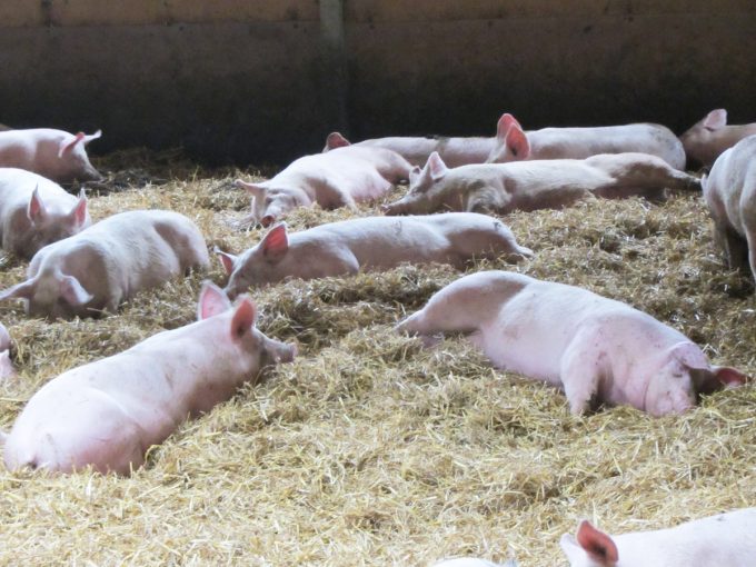 La Ferme Le Saint - Porcs 3 