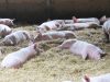La Ferme Le Saint - Porcs 3 