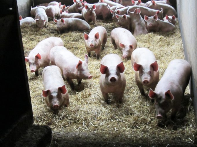 La Ferme Le Saint - Porcs 2 