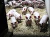 La Ferme Le Saint - Porcs 2 