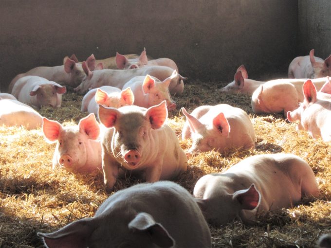 La Ferme Le Saint - Porcs