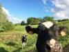 La Ferme les 4 Chemins - Vache 1
