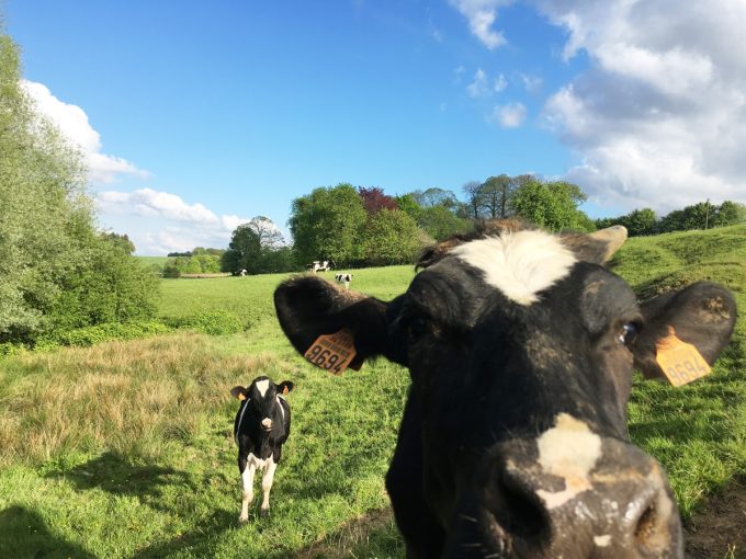 La Ferme les 4 Chemins - Vache 1