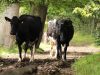 La Ferme les 4 Chemins - Vaches