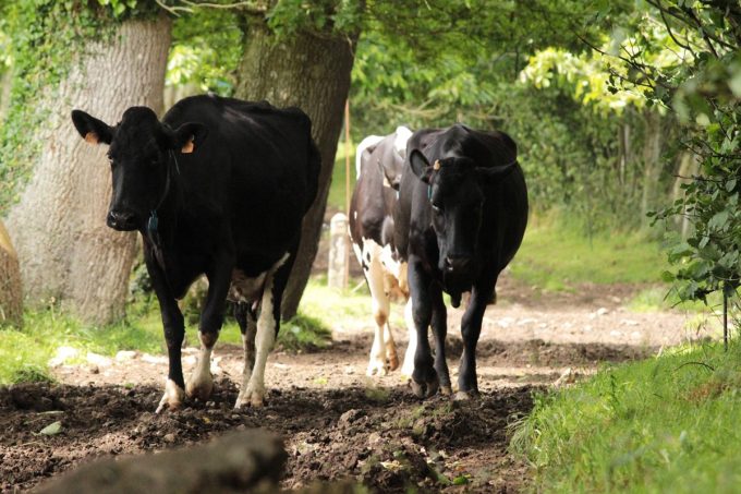 La Ferme les 4 Chemins - Vaches