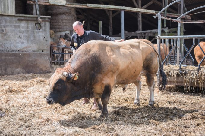 Roland avec l'un des taureaux du troupeau