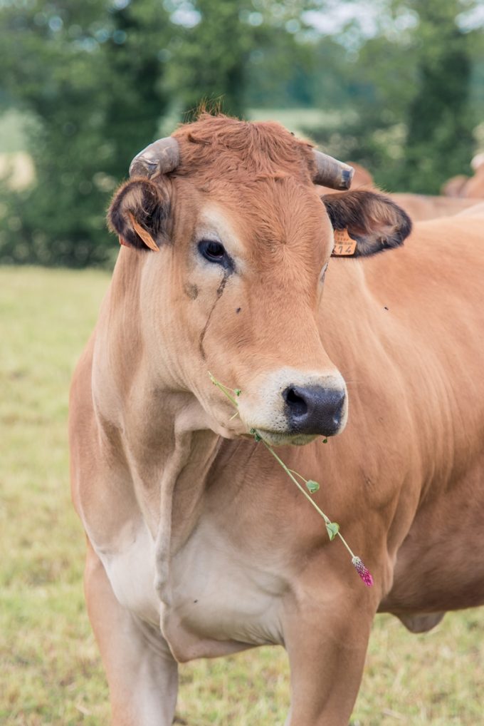 Vache Parthenaise
