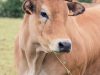 Vache Parthenaise