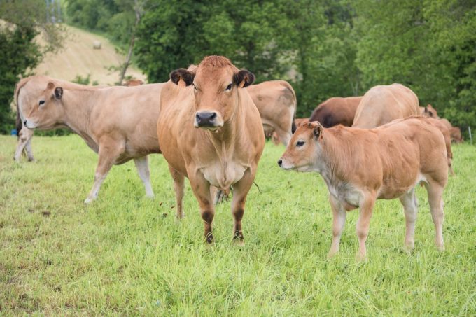 Vaches Parthenaises