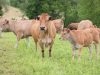 Vaches Parthenaises