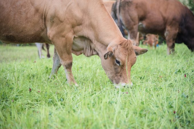 Alimentation à l'herbe
