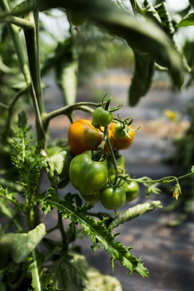 Ferme du Lièvre Blanc - tomate