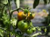 Ferme du Lièvre Blanc - tomate